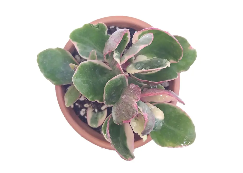Kalanchoe blossfeldiana
