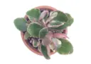 Kalanchoe blossfeldiana