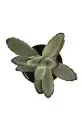 Kalanchoe tomentosa
