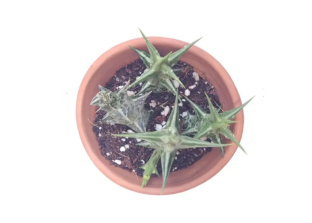 Orbea dummeri (8cm Pot)