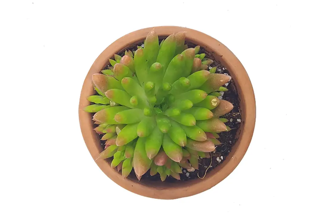 Orostachys spinosa (8cm Pot)