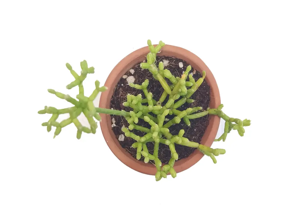 Rhipsalis cereuscula