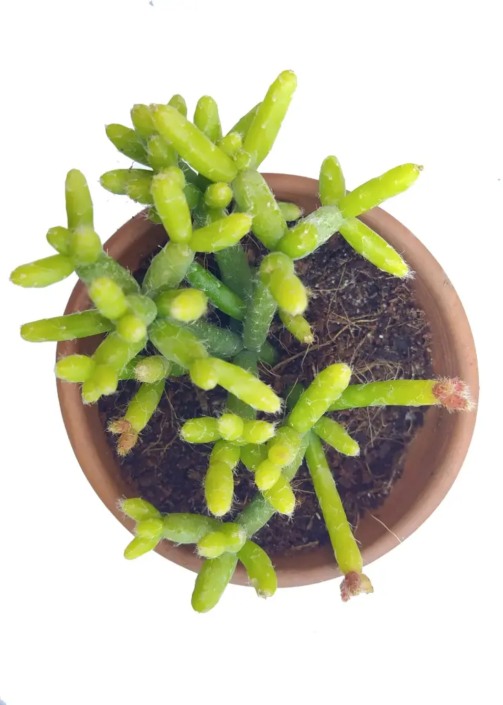 Rhipsalis G' (8cm Pot)