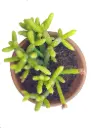 Rhipsalis G'
