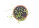 Rhipsalis mistletoe