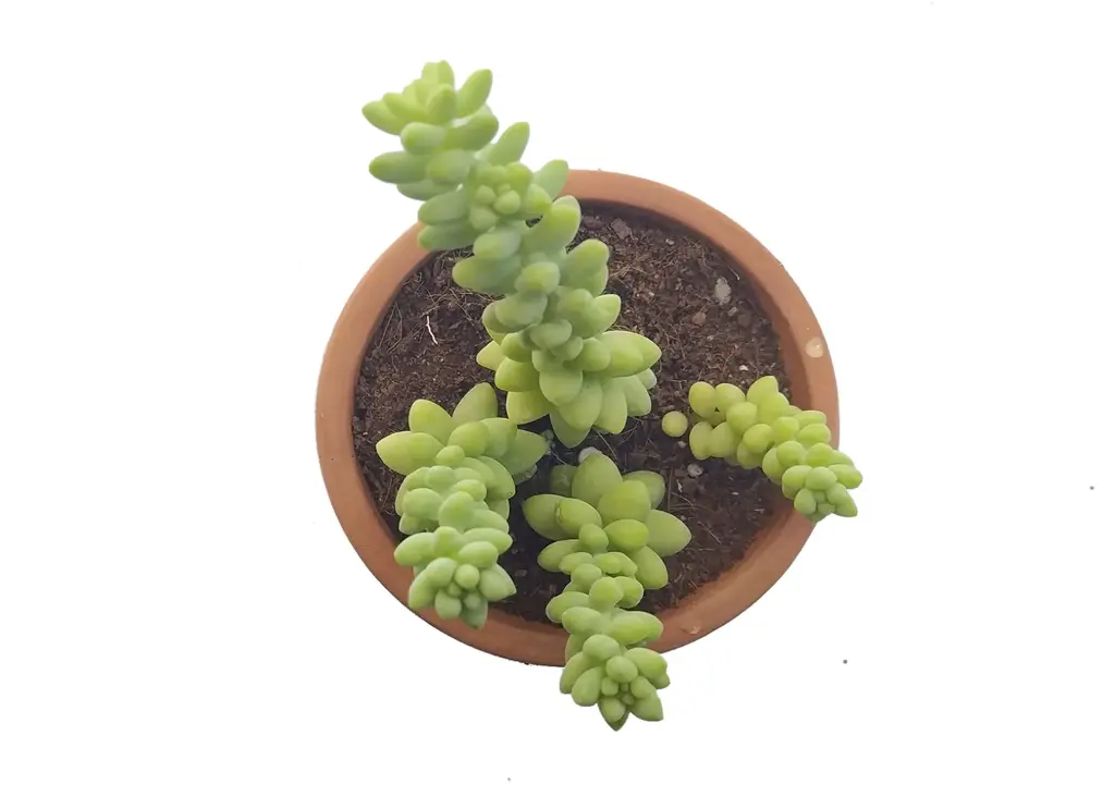 Sedum burrito (8cm Pot)