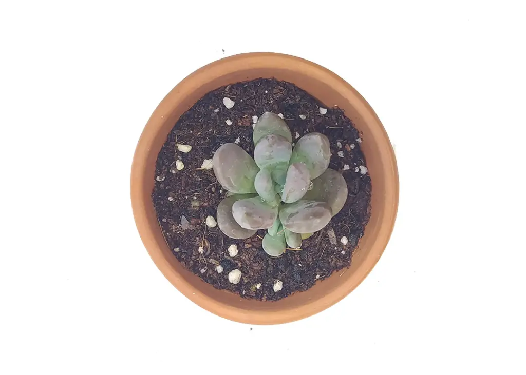 Sedum Carigii (8cm Pot)