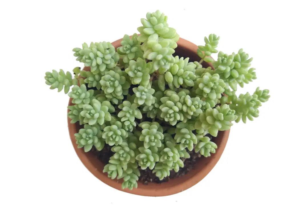 Sedum dasyphyllum (8cm Pot)