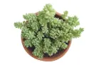Sedum dasyphyllum