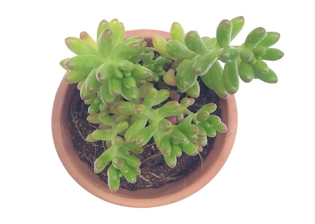 Sedum rubrotinctum (8cm Pot)