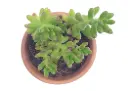 Sedum rubrotinctum