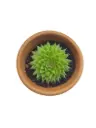 sempervivum