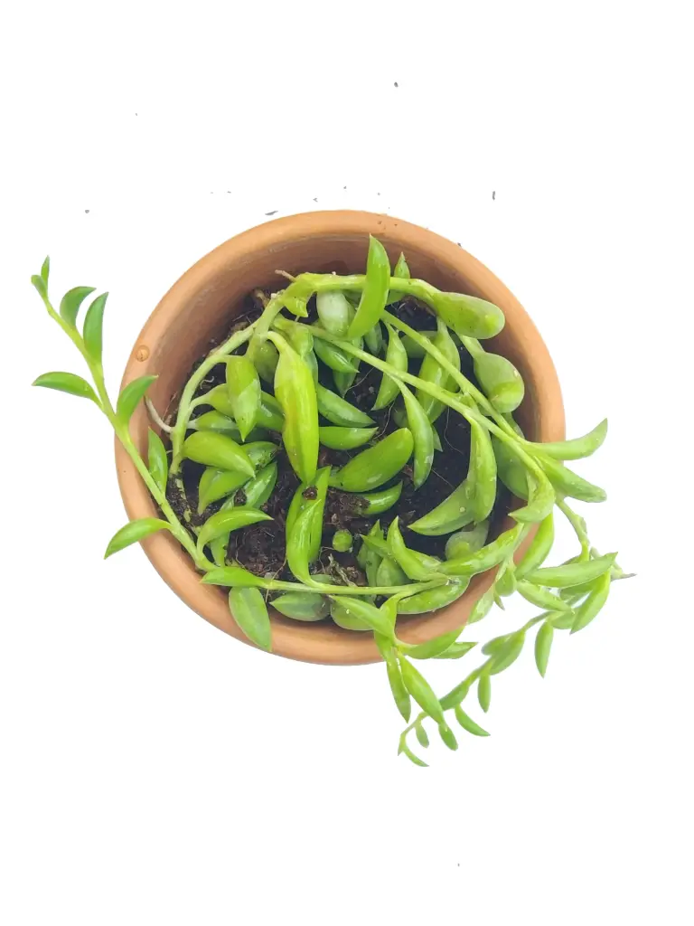 Senecio( string of Banana )