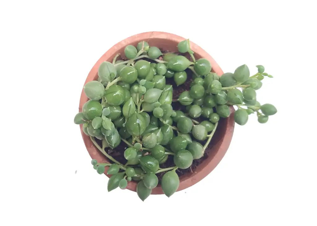 Senecio( string of pearls )