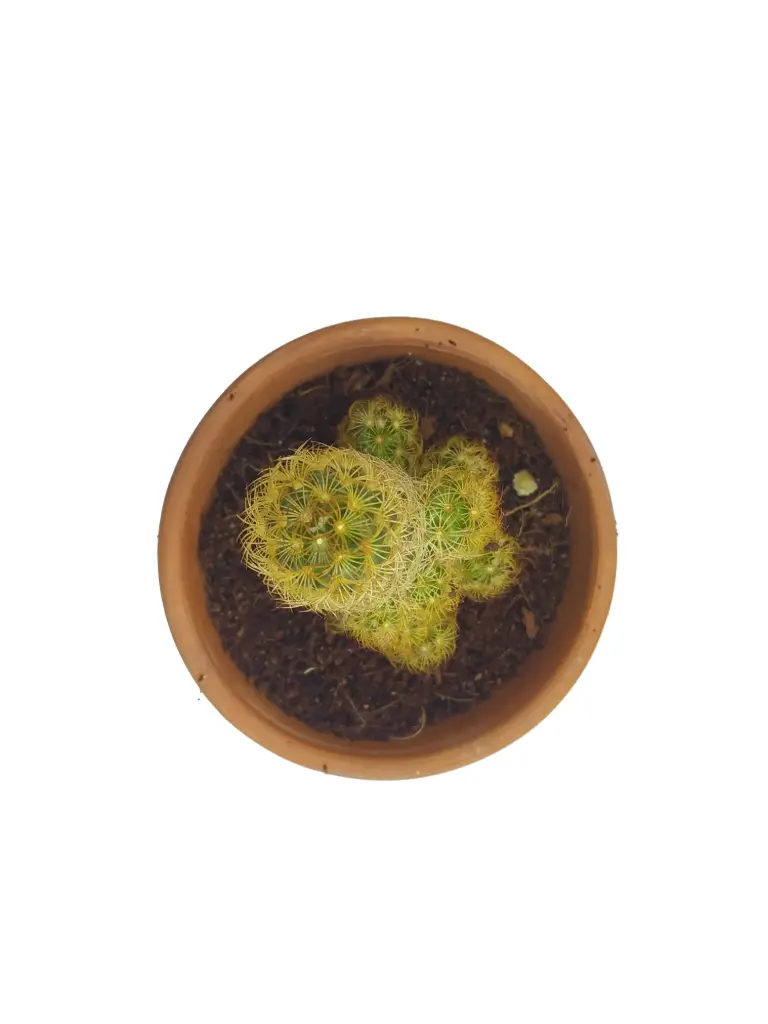 Memlaria ( Yellow) (8cm Pot)