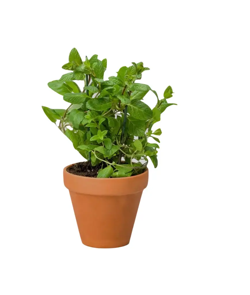 Ment (Mentha longifolia)