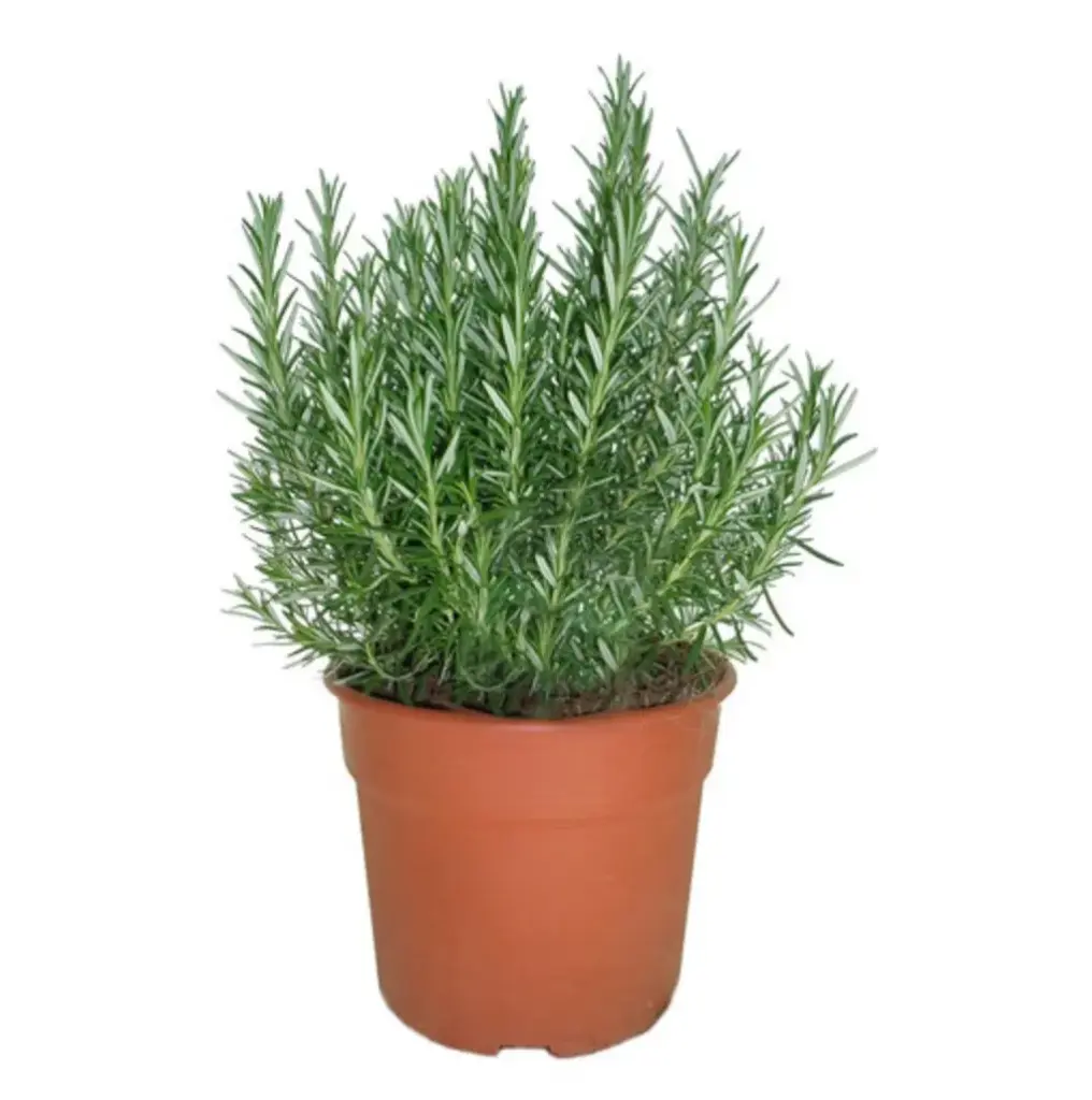 Rosemary