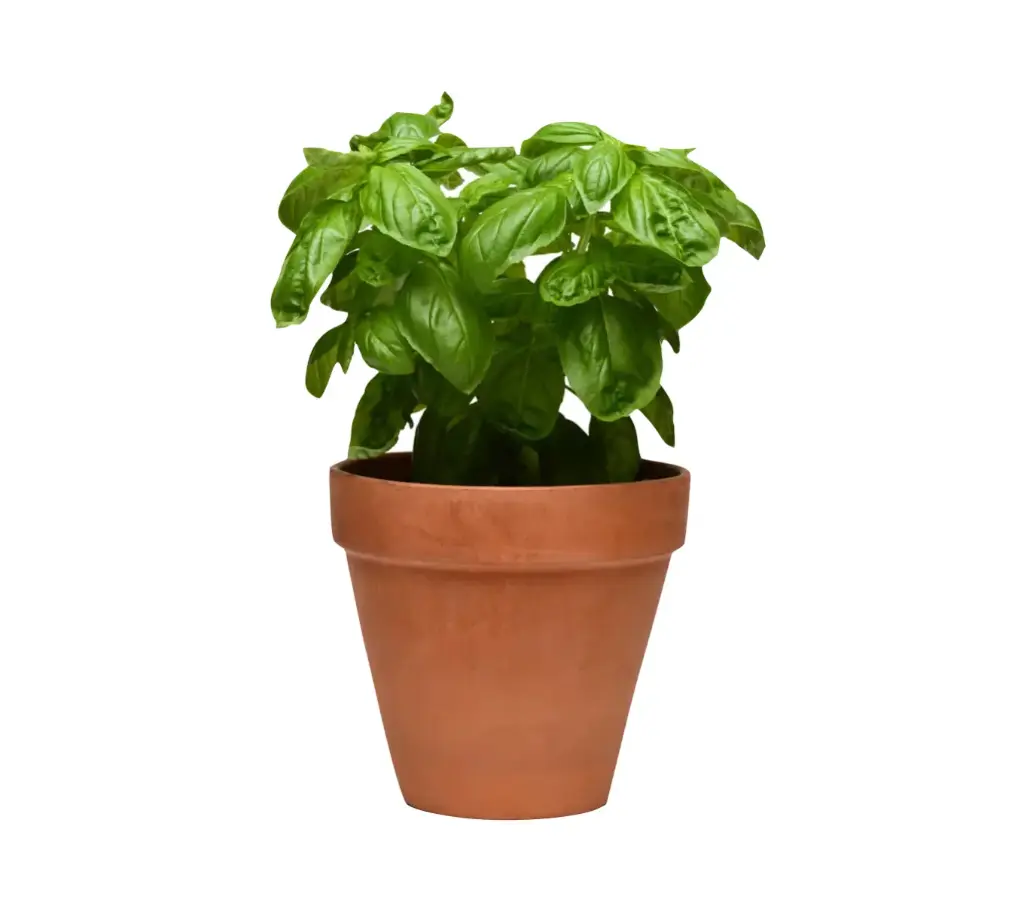 Sweet Basil (Ocimum basilicum)