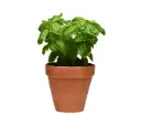 Sweet Basil (Ocimum basilicum)