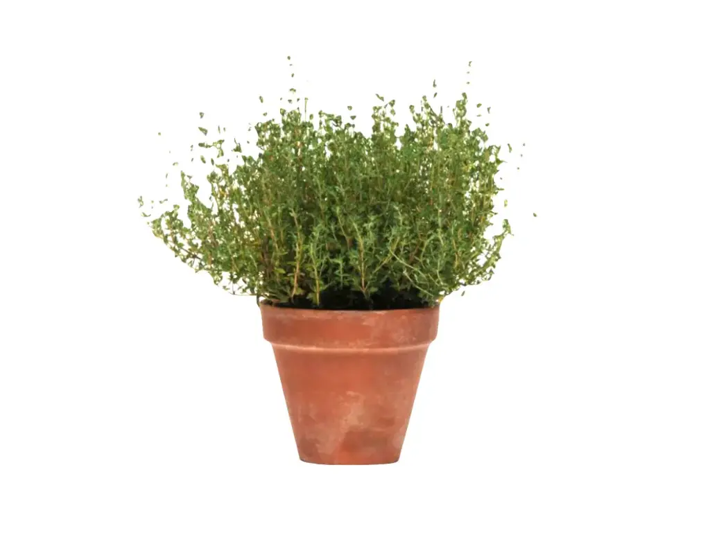 Thyme (Thymus vulgaris)