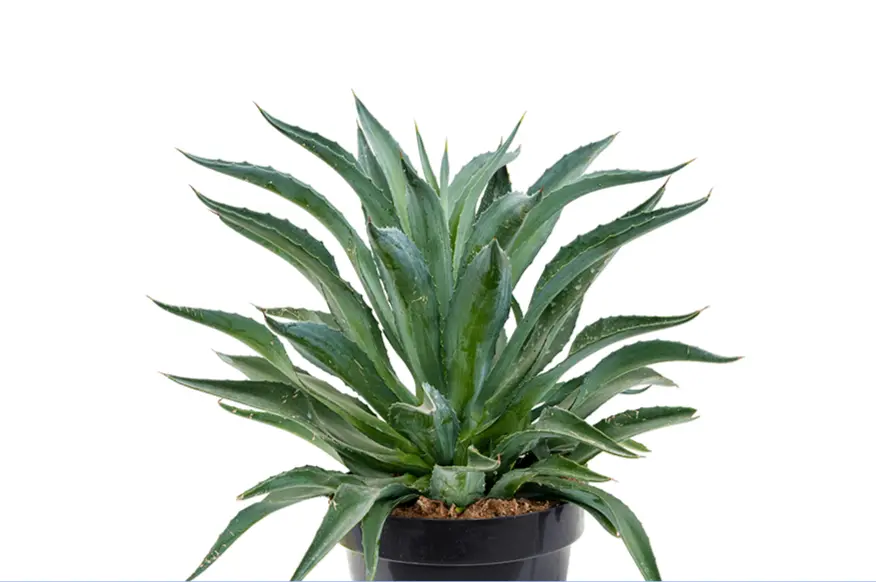 Agave desmettiana (blue)