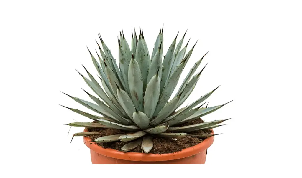 Agave Macroacantha