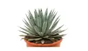 Agave Macroacantha