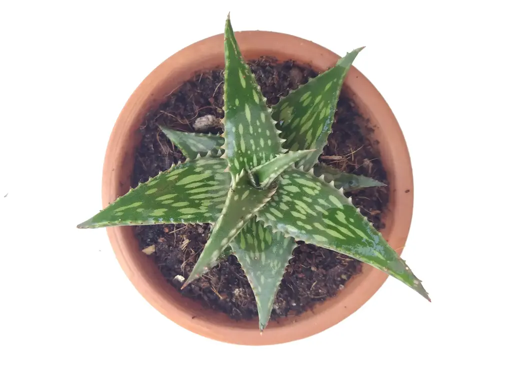 Aleo harlana (8cm Pot)