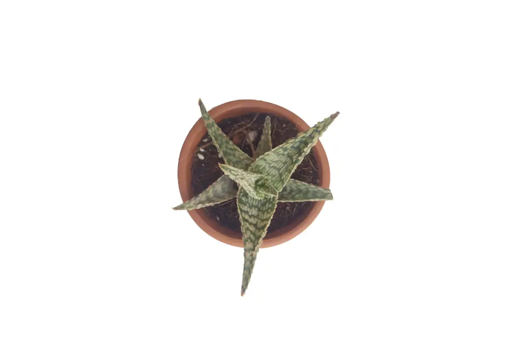 Aloe hybrid (8cm Pot)