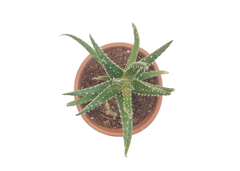 Aleo ruffingiana (8cm Pot)