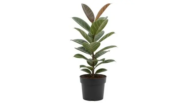 Ficus robusta 