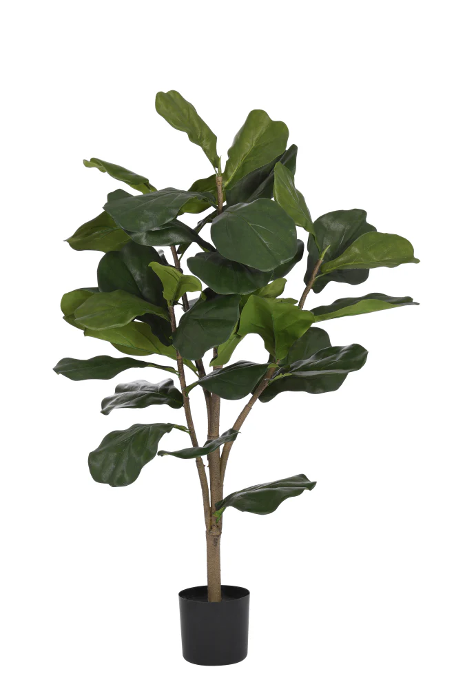 Ficus fiddle fig (20cm Pot)