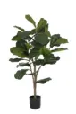 Ficus fiddle fig