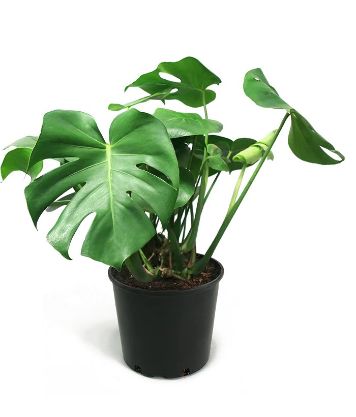 Monstera deliciosa (20cm Pot)