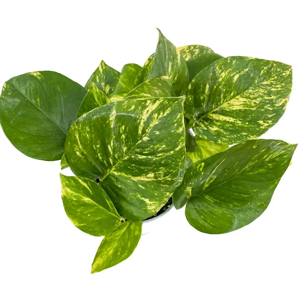 Golden pothos