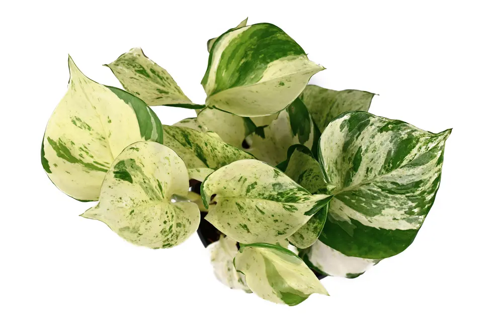 Marble Queen Pothos
