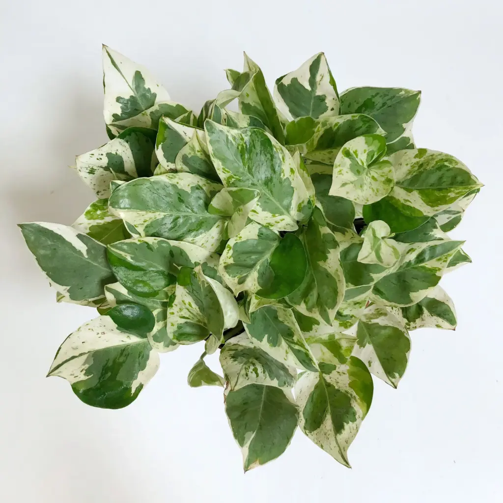 Pearls and Jade Pothos