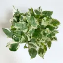 Pearls and Jade Pothos