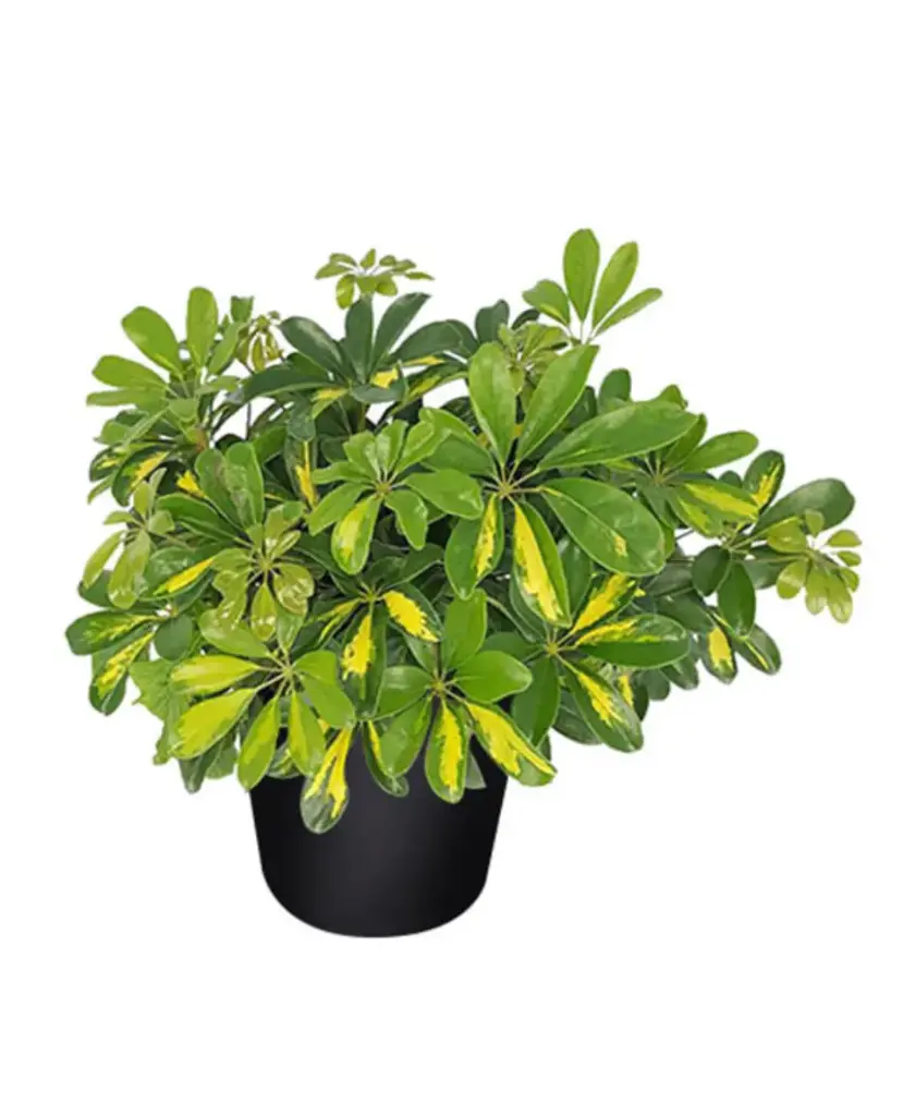 Schefflera