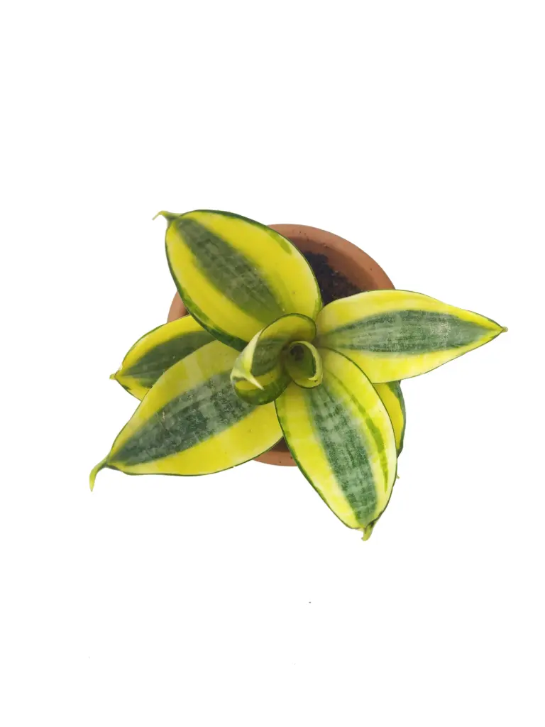 Sansevieria Trifasciata ‘Hahnii’ (16cm Pot)