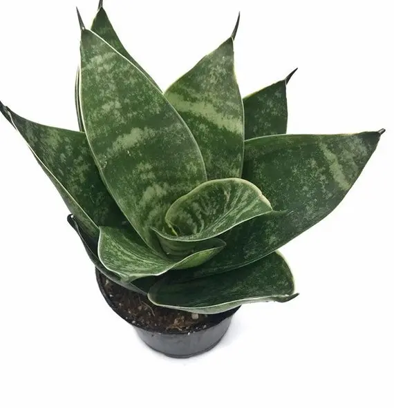 Sansevieria Trifasciata ‘Green Hahnii’