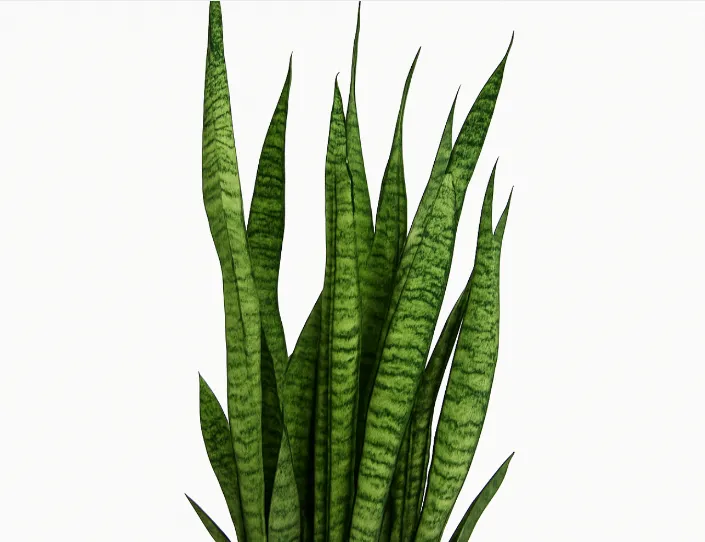 Sansevieria Trifasciata ‘Green Snake Plant’ (16cm Pot)