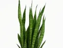 Sansevieria Trifasciata ‘Green Snake Plant’