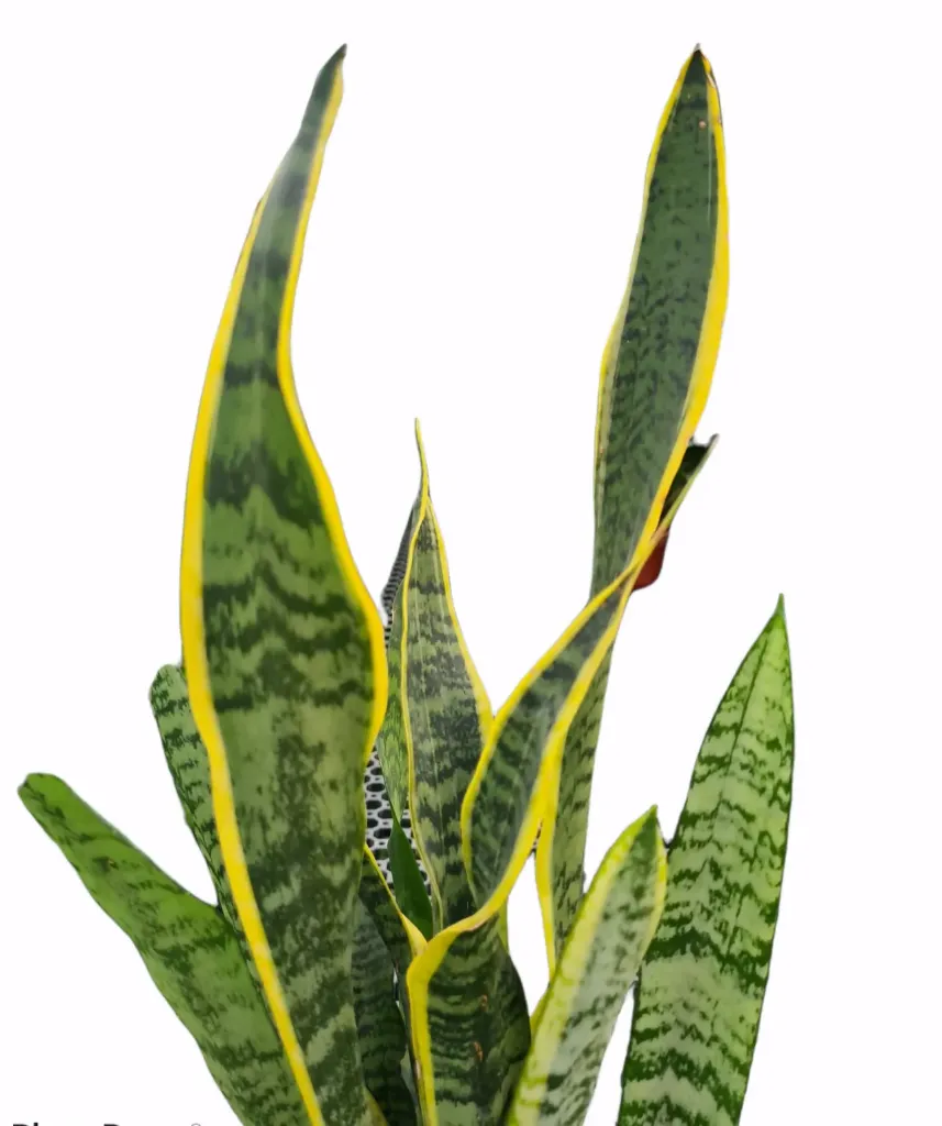 Sansevieria Trifasciata ‘Yellow Snake Plant’ (16cm Pot)