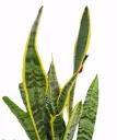 Sansevieria Trifasciata ‘Yellow Snake Plant’