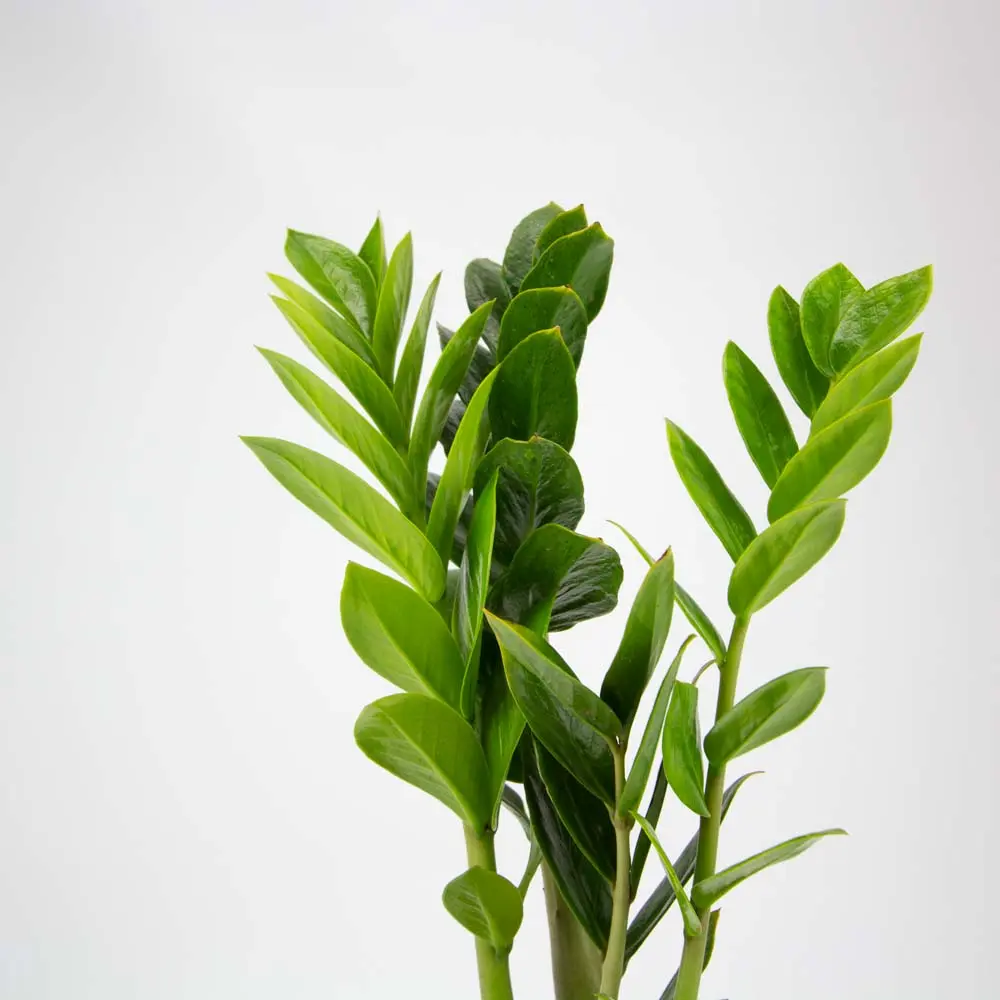 Zamia zz (16cm Pot)