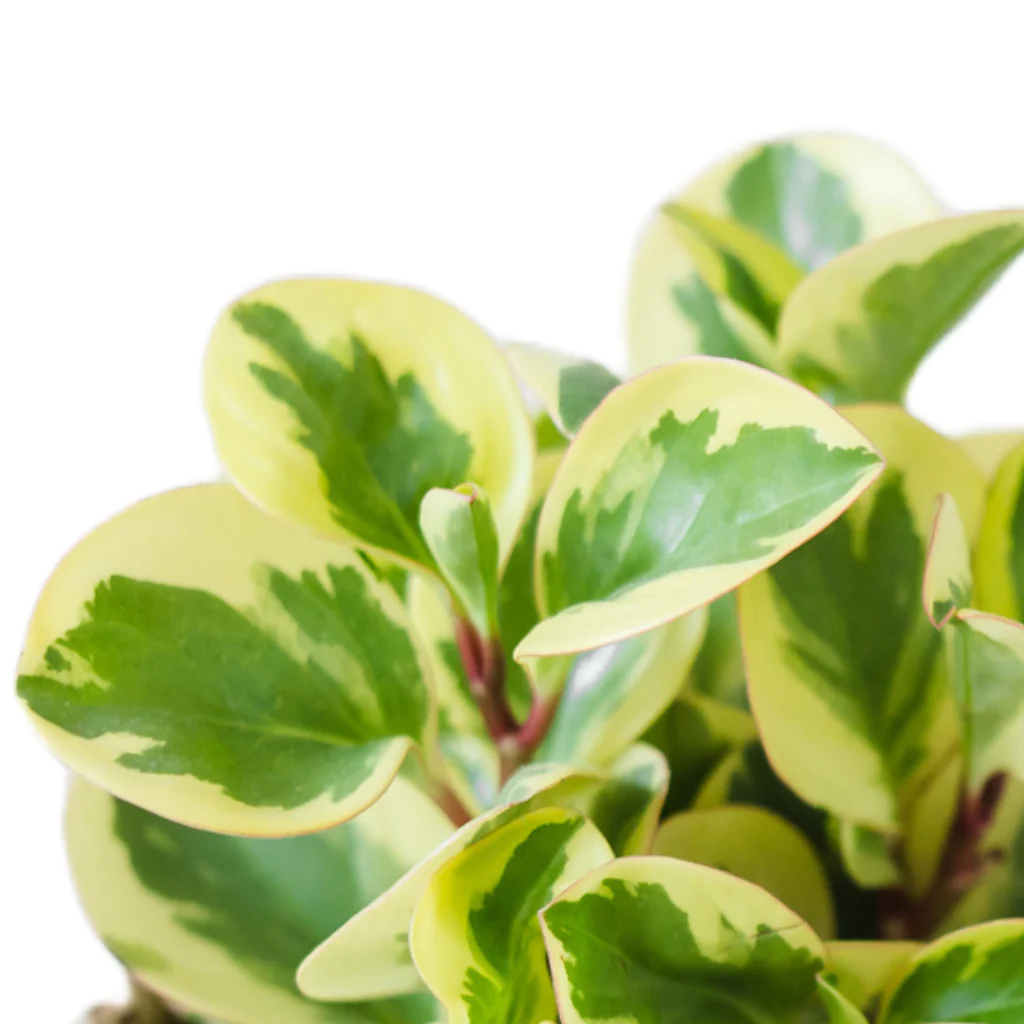 Peperomia Obtusifolia Variegated