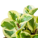 Peperomia Obtusifolia Variegated
