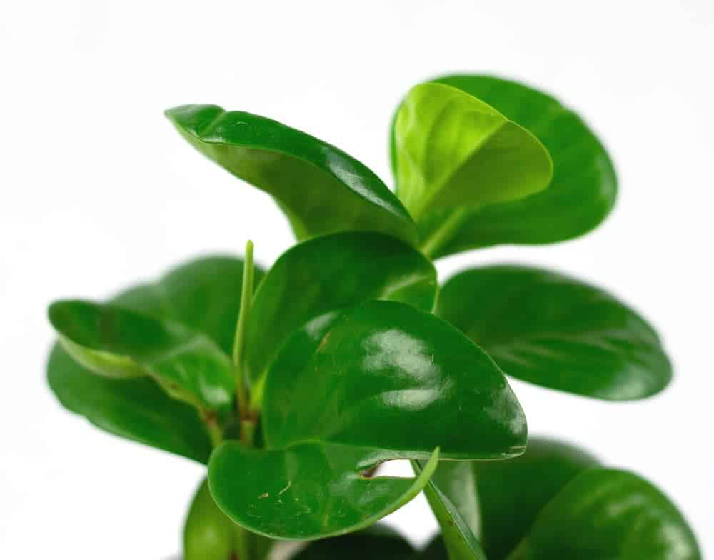 Peperomia Obtusifolia