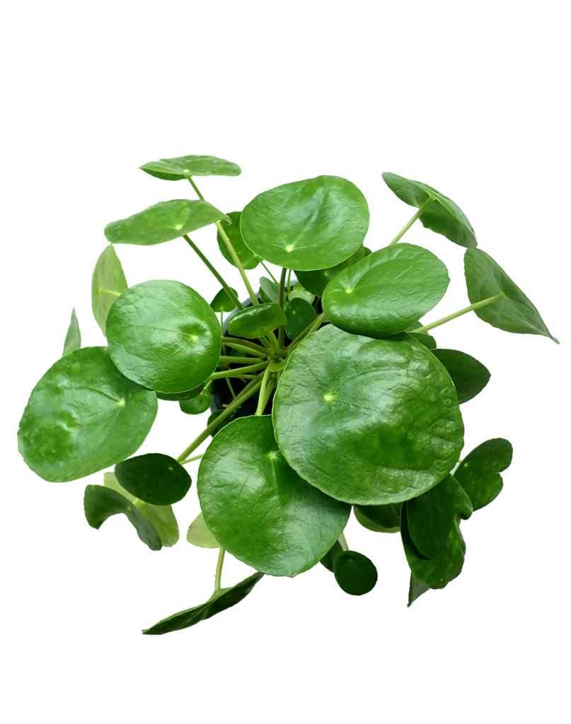 Plea peperomioides